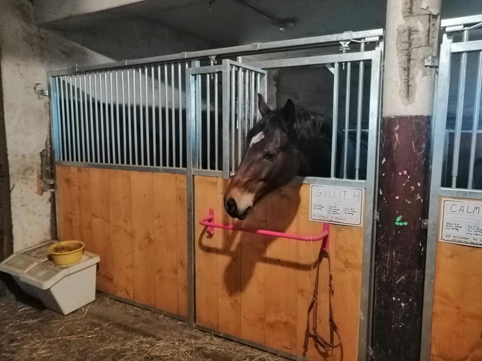 Façade First — box cheval économique et robuste – Image 14