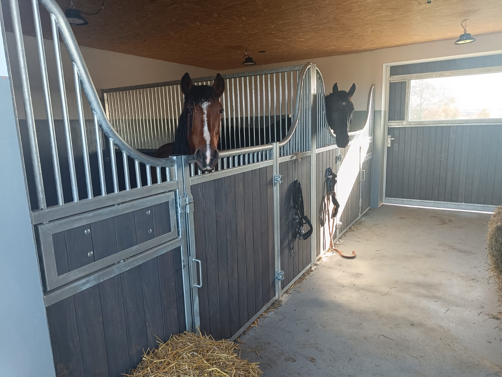 Façade Spirit — box ouvert sans barreaux bien-être du cheval – Image 8