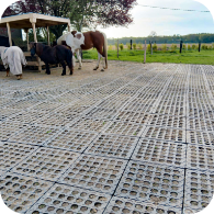 Dalles de stabilisation MK installées dans un paddock avec chevaux